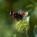 Red admiral....... by ziggy77