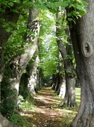 13th Sep 2022 - The Monk's Walk, Gisborough Priory