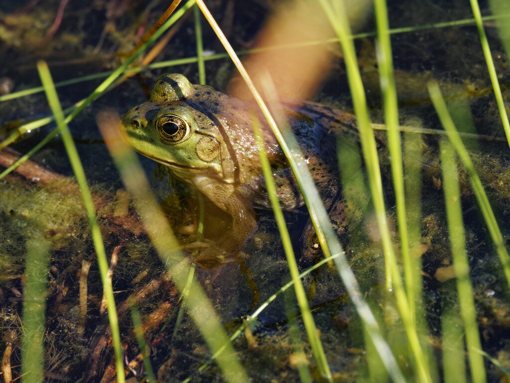 bullfrog by rminer
