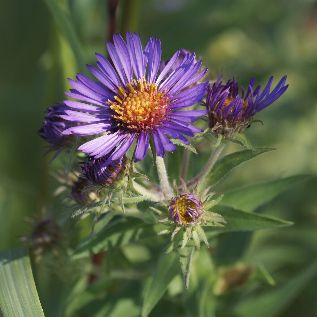 New England Aster by rminer