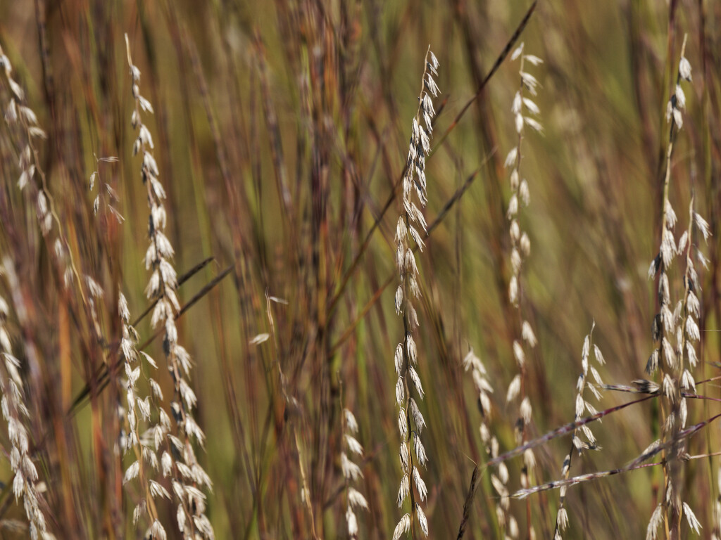 prairie grass seeds  by rminer