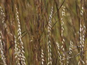 13th Sep 2022 - prairie grass seeds 