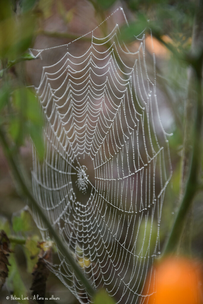spider web by parisouailleurs