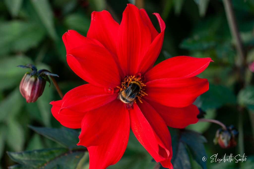 Red Dahlia with a bumblebee by elisasaeter