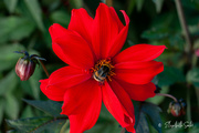 13th Sep 2022 - Red Dahlia with a bumblebee