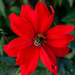 Red Dahlia with a bumblebee by elisasaeter