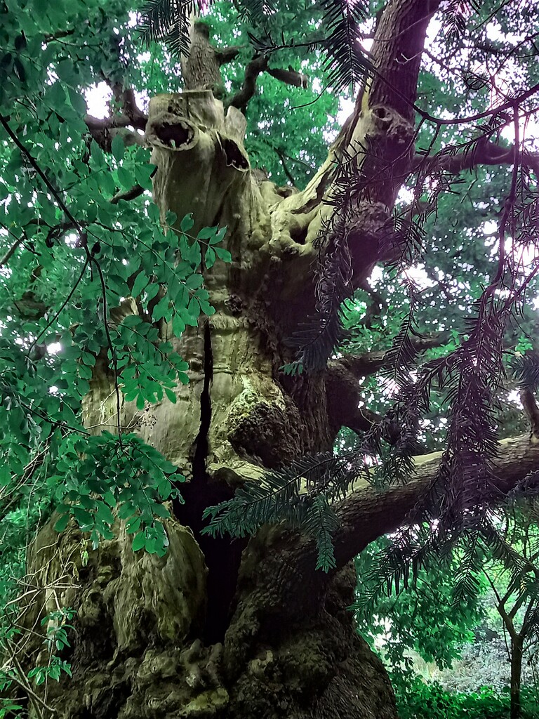 Ancient tree in the Kent countryside. It looks a bit Lord of the Rings to me. by 365jgh