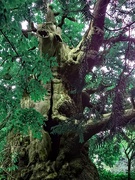 13th Sep 2022 - Ancient tree in the Kent countryside. It looks a bit Lord of the Rings to me.