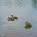 Ducks Again by gardencat