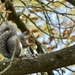 Squirrel by g3xbm