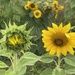 More Sunflowers on my bike ride by radiogirl