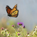 Monarch in flight! by fayefaye