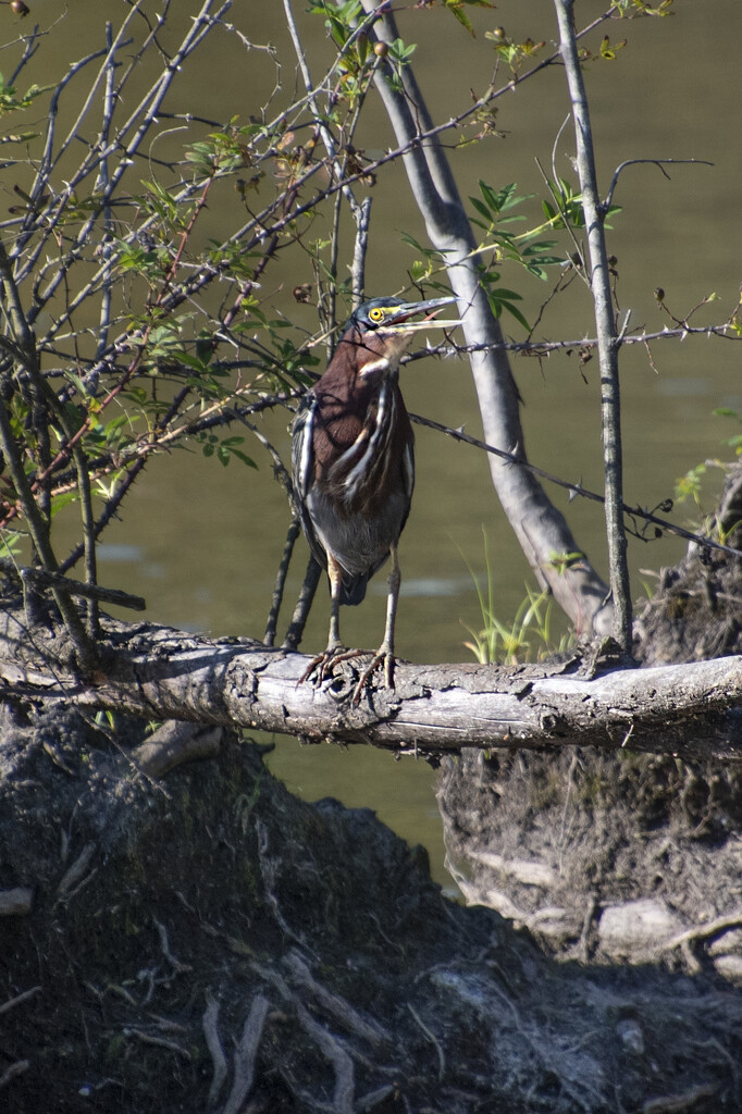 Panting Heron by timerskine