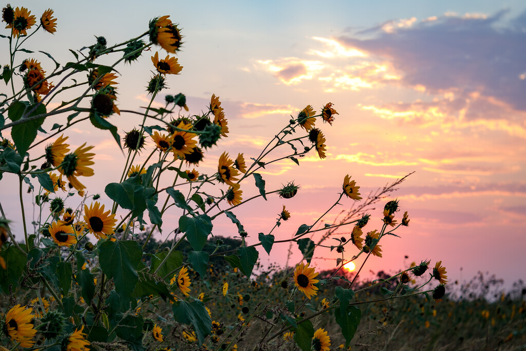 September Sunflower Sunset by lindasees