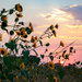 September Sunflower Sunset by lindasees