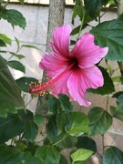13th Sep 2022 - Hardy Hibiscus 