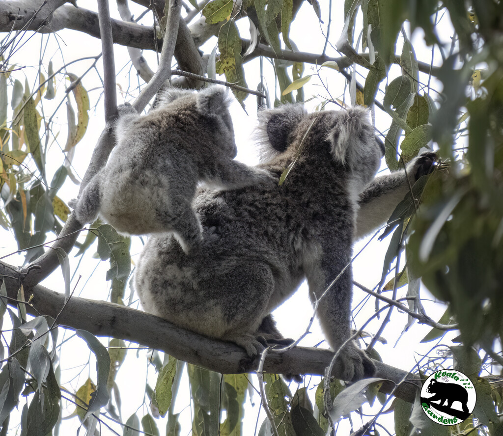 Wait for me mum! by koalagardens