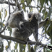 Wait for me mum! by koalagardens