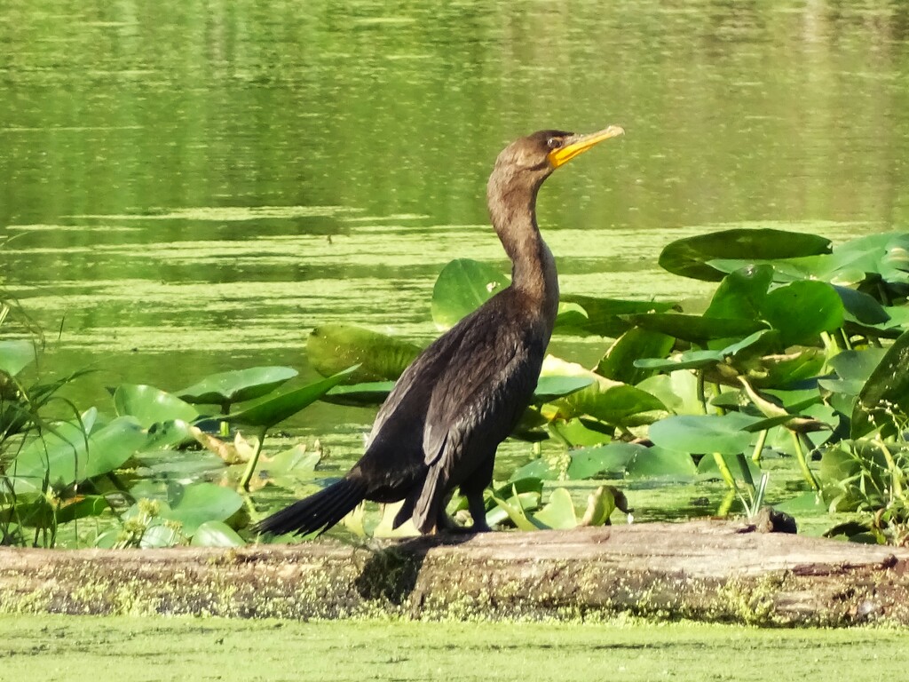 Cormorant at the Mentor Marsh by brillomick