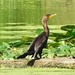 Cormorant at the Mentor Marsh by brillomick
