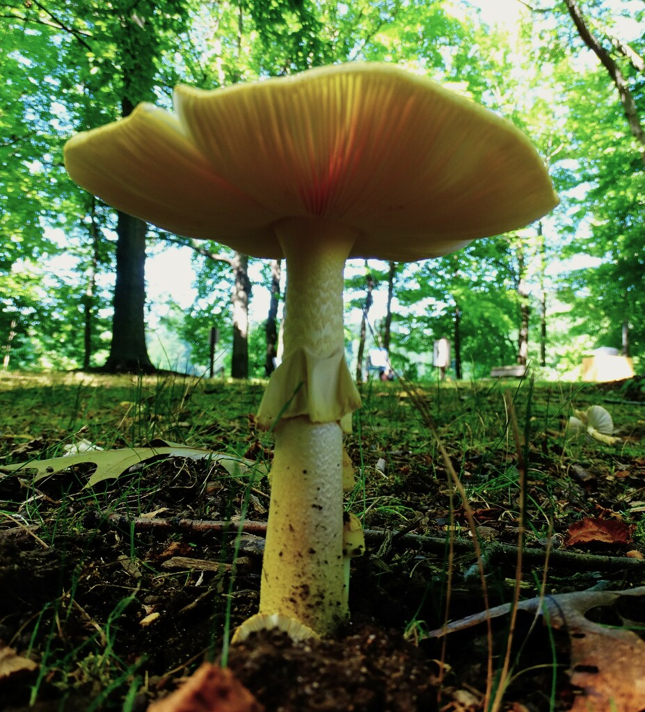 Mushroom at Veterans Park by brillomick