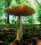 13th Sep 2022 - Mushroom at Veterans Park