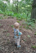7th Sep 2022 - Choosing his own path through the woods