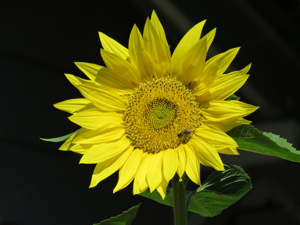 Sunny Sunflower by seattlite