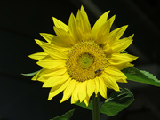 14th Sep 2022 - Sunny Sunflower