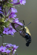 14th Sep 2022 - Snowberry Clearwing 3