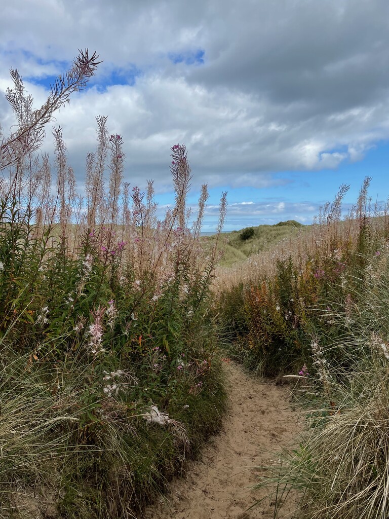 Through the Dunes by 365projectmaxine