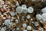 14th Sep 2022 - Fairy Mushrooms