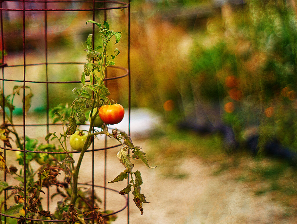 Harvest Time by gardencat