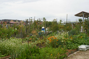 14th Sep 2022 - Community Garden, on a Grey Day