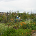 Community Garden, on a Grey Day by gardencat
