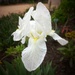 White Iris  by salza