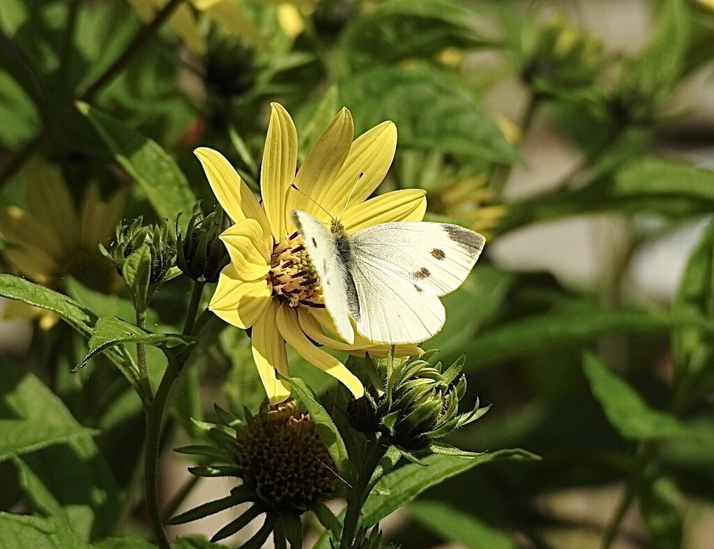 Large White on Helianthus by susiemc