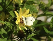 14th Sep 2022 - Large White on Helianthus