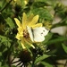 Large White on Helianthus by susiemc