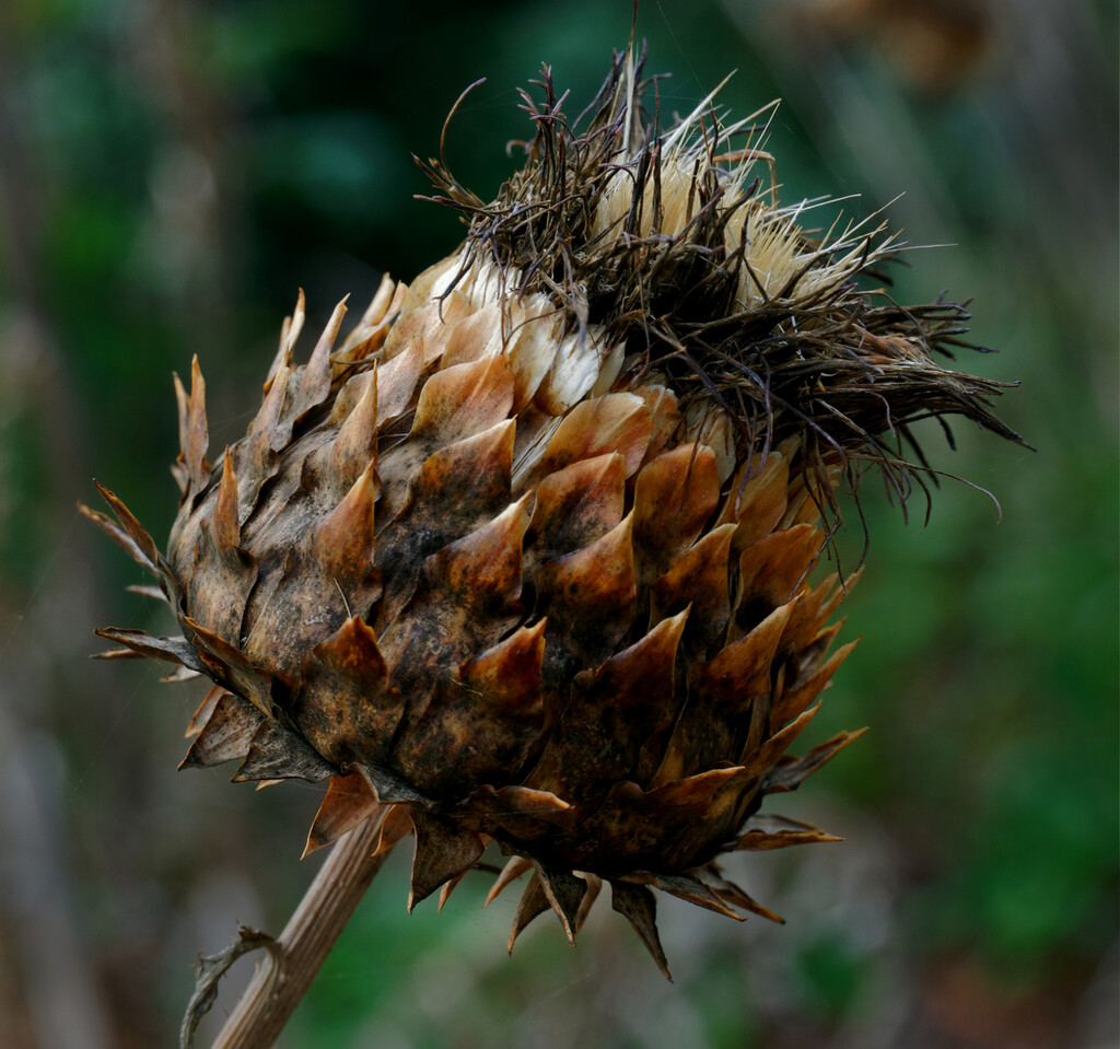 0908 - Thistle by bob65