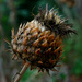 0908 - Thistle by bob65