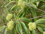 15th Sep 2022 - Sweet Chestnuts 