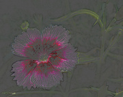 14th Sep 2022 - Abstract flower filter