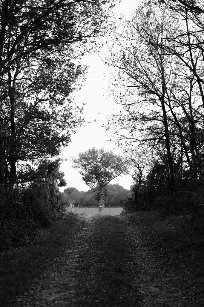 The tree at the end of the lane... by vignouse