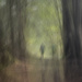 ICM walking in the woods