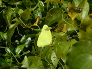 13th Sep 2022 - Yellow Butterfly 