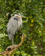 13th Sep 2022 - Another Shot of the Great Blue Heron