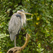 Another Shot of the Great Blue Heron by cwbill