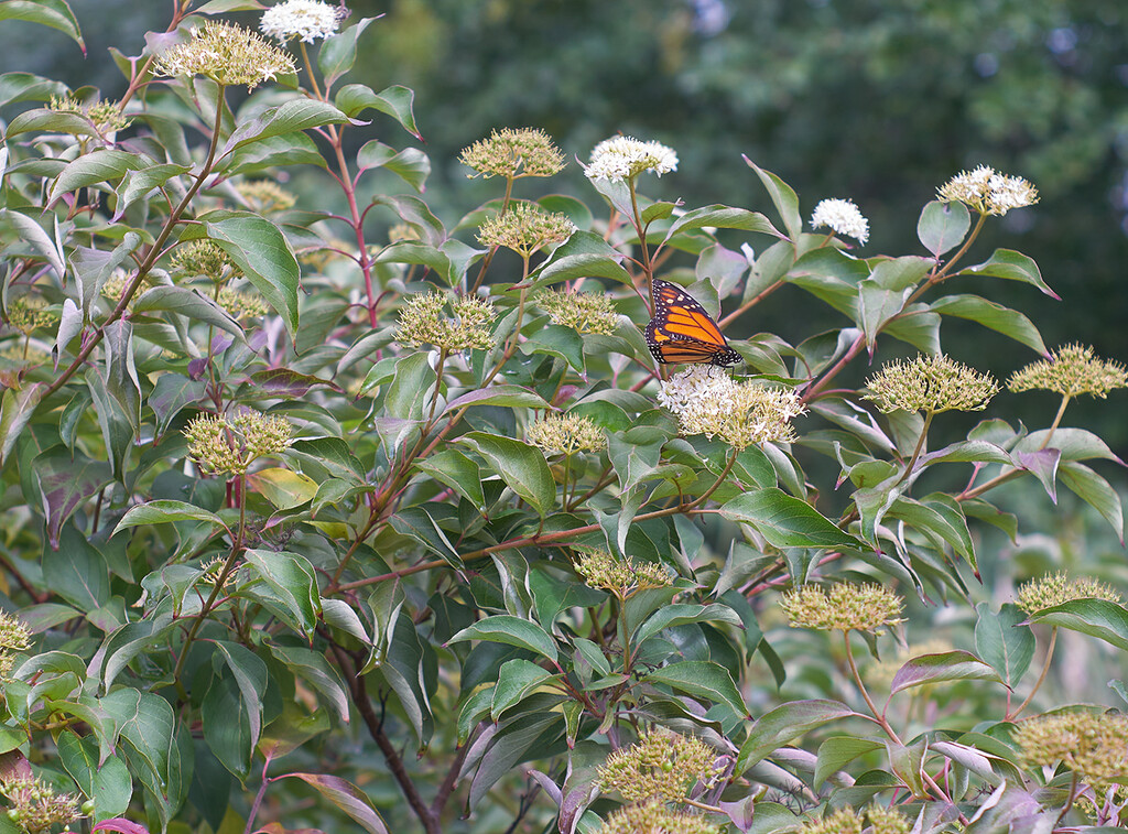 Bush and Butterfly by gardencat