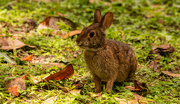 14th Sep 2022 - The Bunny Rabbit Posed Very Nice!